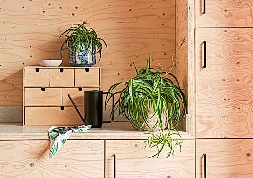 Indoor plants